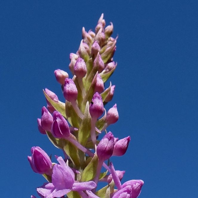 Eine Langspornige Handwurz vor blauem Himmel.
