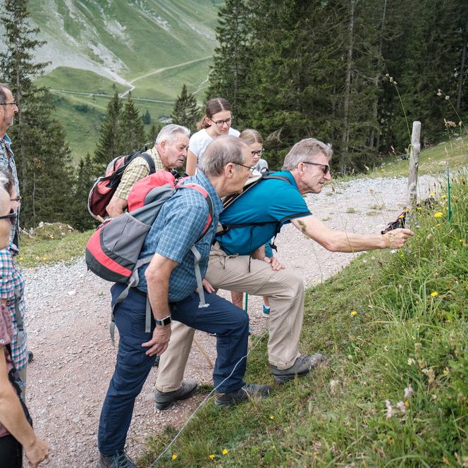 Auf dem Alpenblumenweg auf der Klewenalp entdeckt eine kleine Gruppe von Interessierten ein Schild mit der Beschreibung zu der passenden Alpenblume.